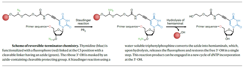 dUTP_SBS Process