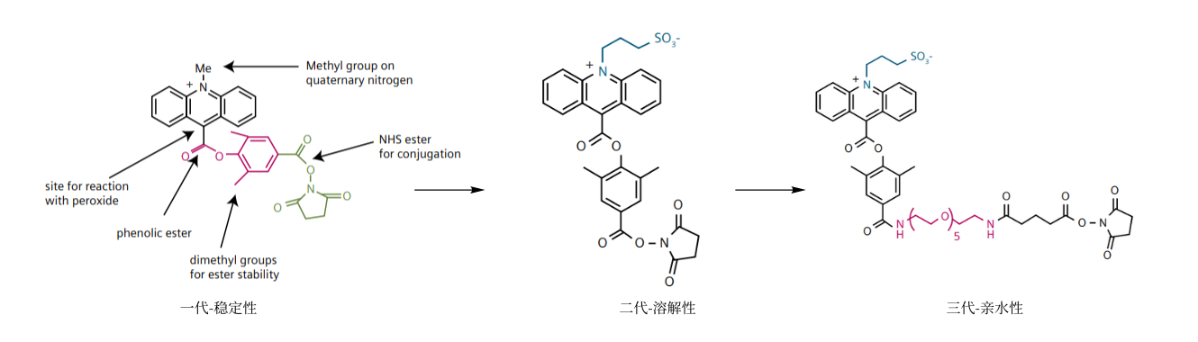 The Three Generations of Molecular Changes in Acridinium Ester